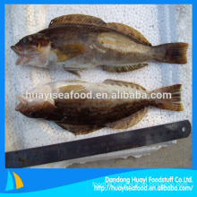 new greenling fish